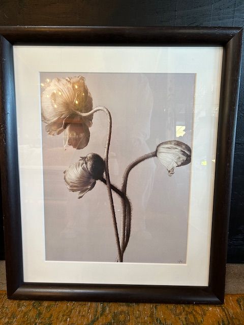 Icelandic Poppy Photograph