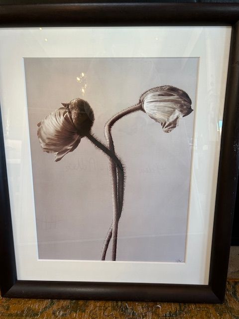 Icelandic Poppy Photograph