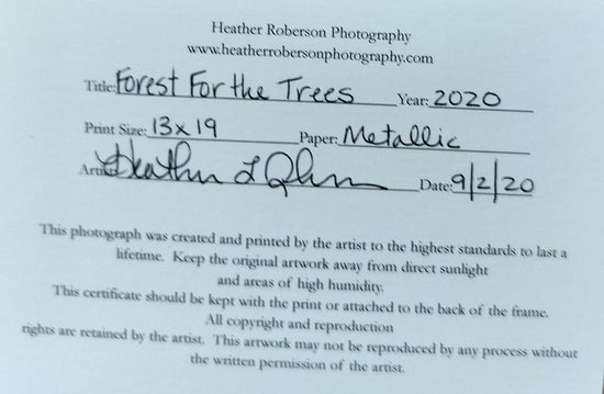 "Forest For The Trees". Original Photography by Heater Roberson.