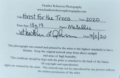 &quot;Forest For The Trees&quot;. Original Photography by Heater Roberson.