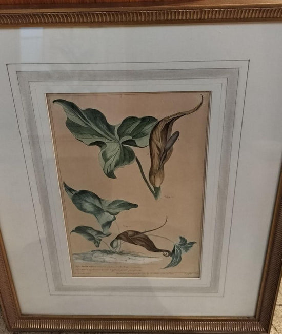 Antique Botanical Print Colored by Hand.