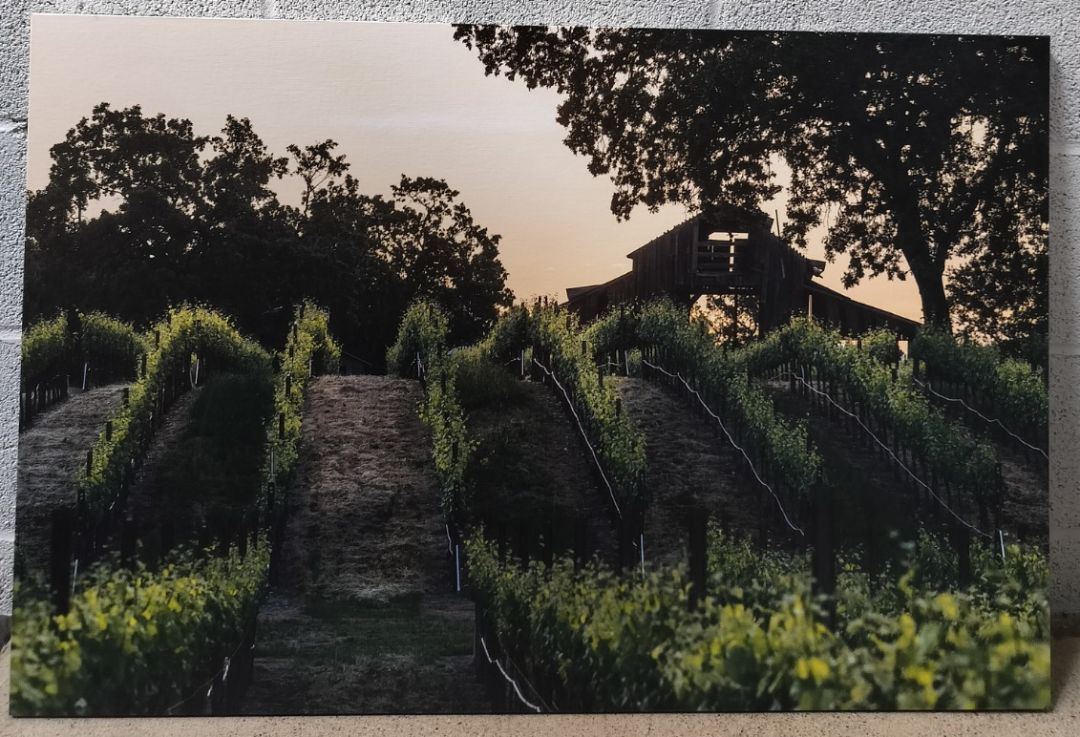 &quot;Spring Vineyard Sunrise&quot;. Original Photography Printed on Canvas.