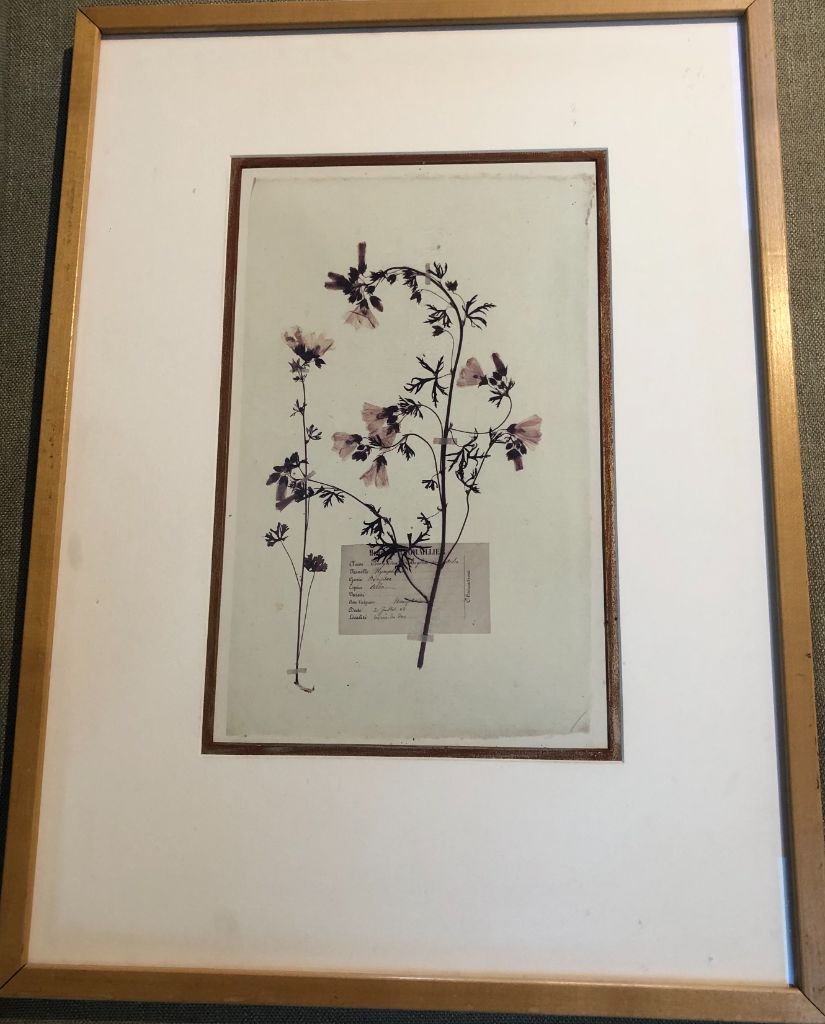 **The Gardener Vintage Framed Botanicals