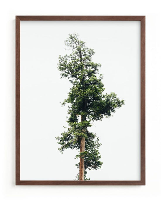 Solo Tree by Kamala Nahas Framed Print